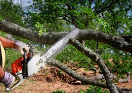 How Our Tree Care Process Works  in  Northview, MI